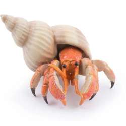 Papo 56054 Krab pustelnik  6,4 x 4,4 x 2,8cm (PAPO 56054) - 2