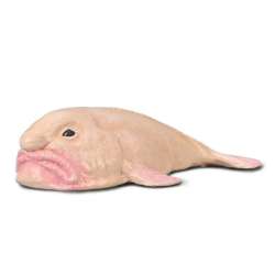 Blobfish - 1