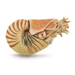 CollectA 88907 Nautilus pompilius  rozmiar: XL (004-88907) - 2