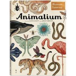 Animalium wyd.3 - 1