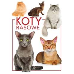 Koty rasowe - 1