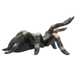 ANIMAL PLANET 7213 Tarantula czerwonokolankowa rozm: M - 2