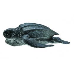 COLLECTA 88680 Żółw skórzasty  rozm:M  8,5x3cm (004-88680) - 1