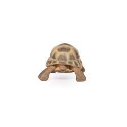 Papo 50264 Żółw Hermana 7,5x5,6x4cm (PAPO 50264) - 2
