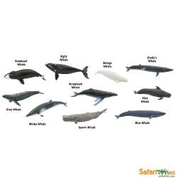 Safari Ltd 100072 Wieloryby w tubie  od 3,25 do 9,5cm - 3
