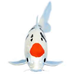 Safari Ltd 101025 Karp Koi Tancho  15x6,2cm - 3