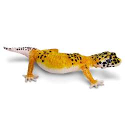 Safari Ltd 102504 Gekon lamparci  4x8x18cm - 1