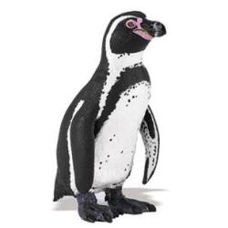 SAFARI 160705 Pingwin Humboldta - 1